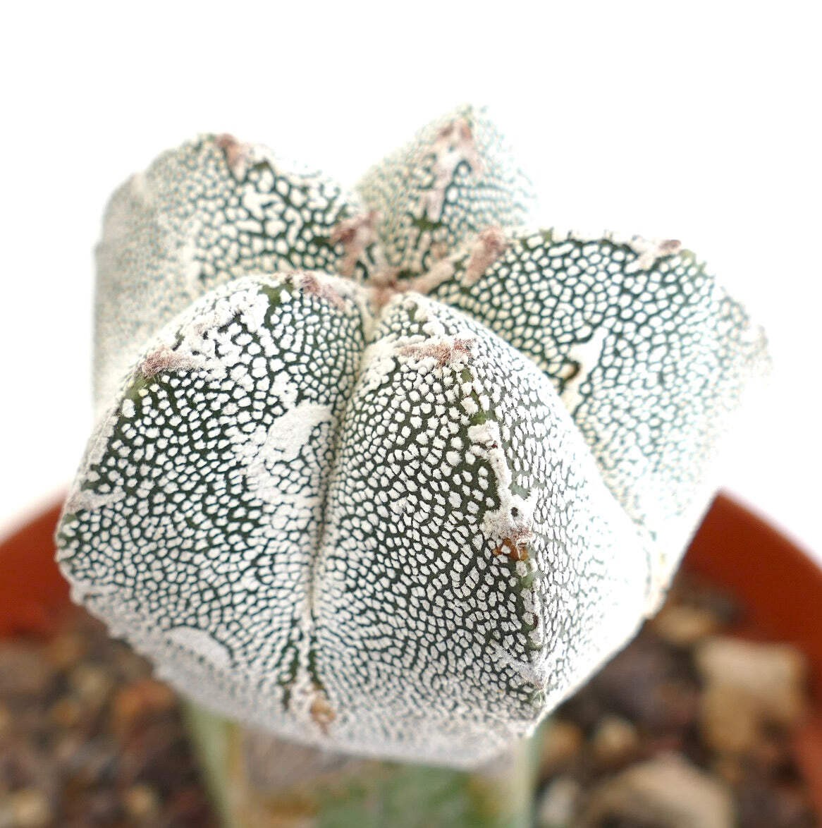 Astrophytum cv ONZUKA x HAKUUN (grafted) PA87 – Bishop’s cap | Star cactus