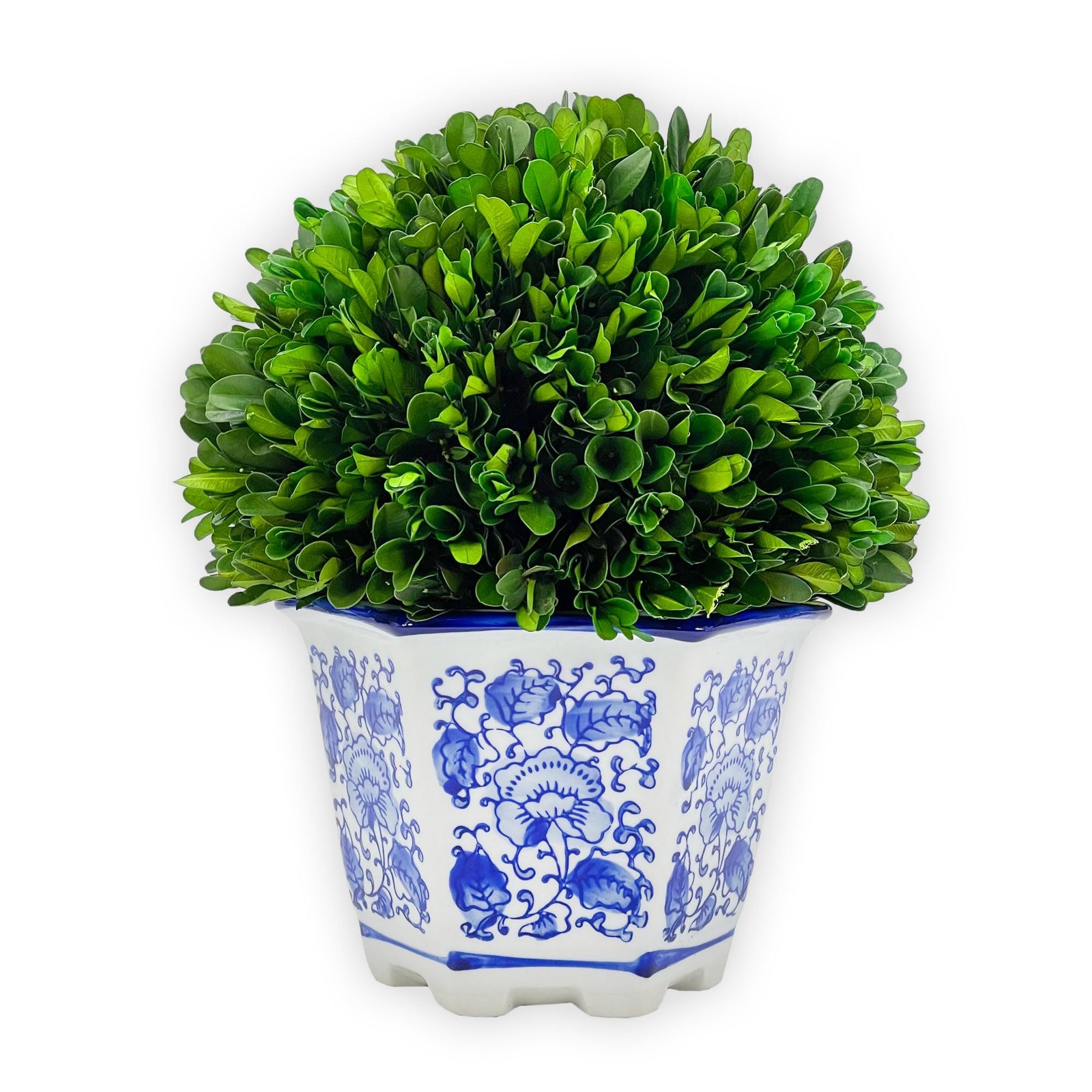 9.5″ Naturally Preserved Real Boxwood Ball in Hand-Painted Blue & White China…