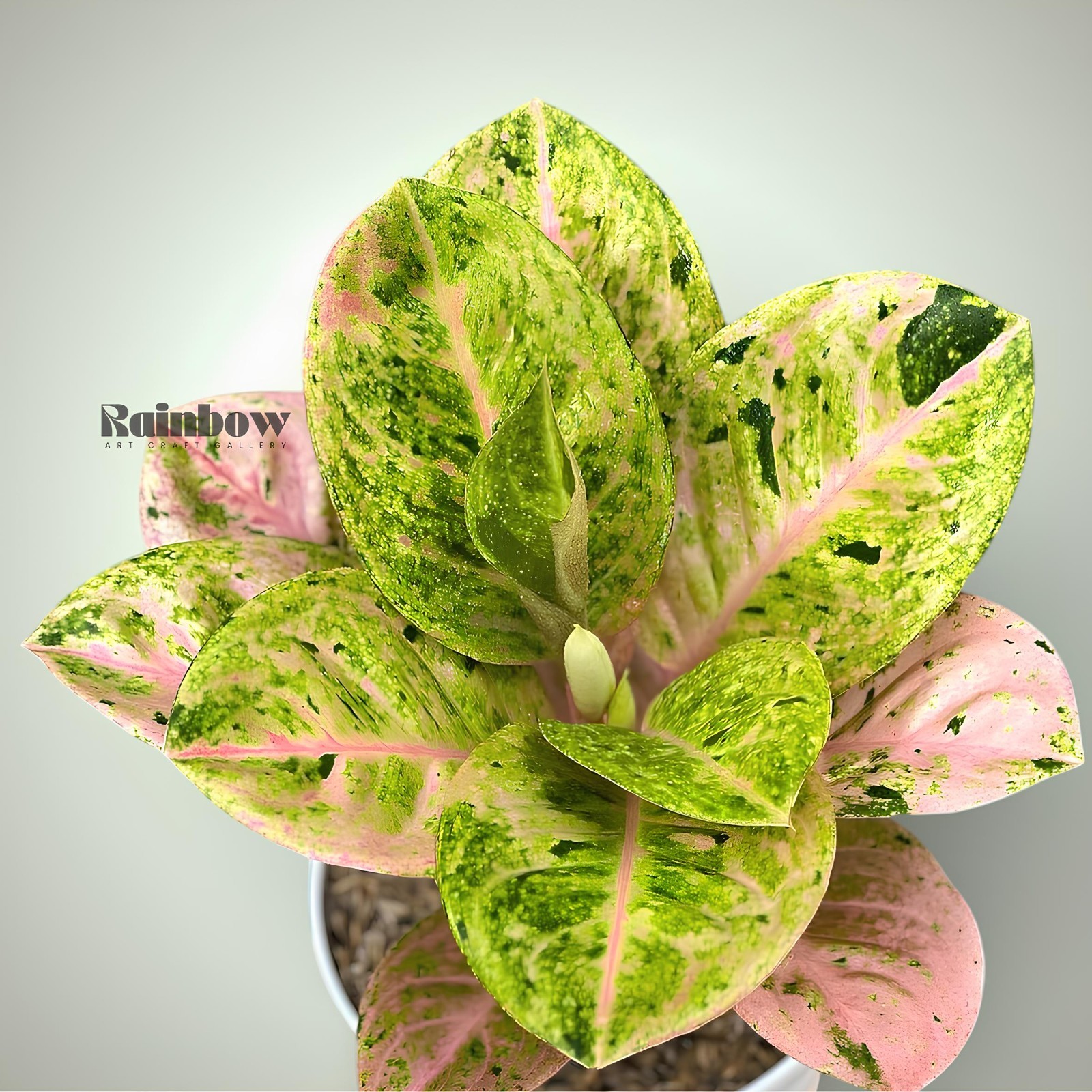Aglaonema Emerald Beatiful Ornamental Plant