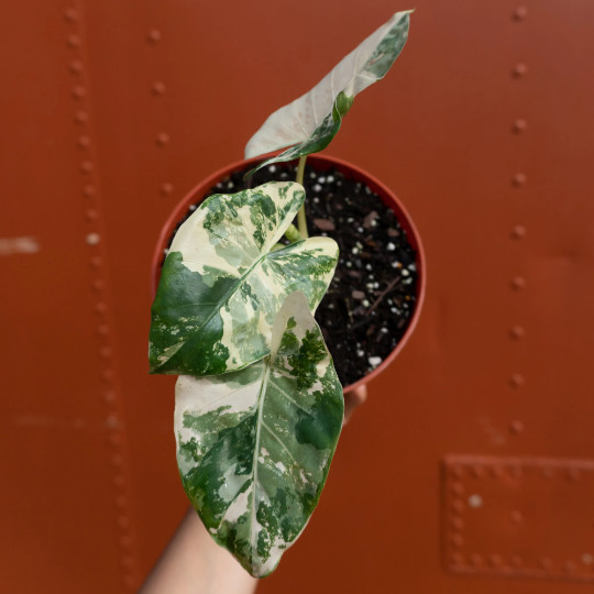 Alocasia Macrorrhiza Variegata in 6″ Pot | Variegated Alocasia | RARE Plant