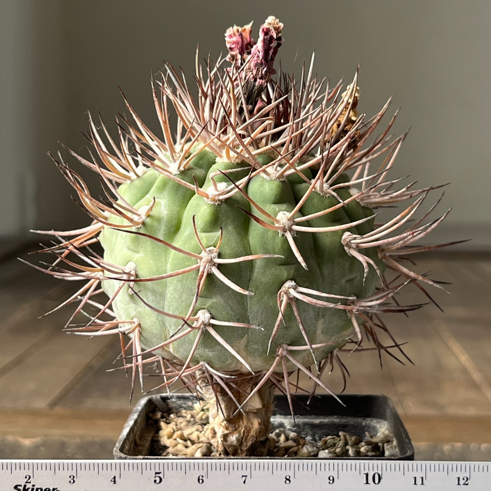 A39-2083 Gymnocalycium castellanosii v. armillatum RS2250, El Abra, grafted