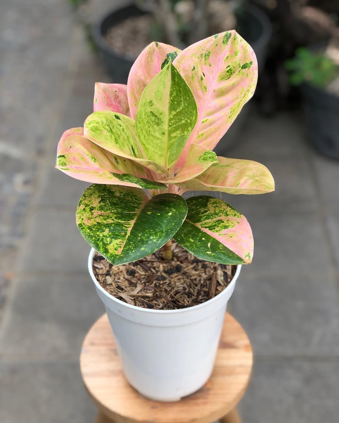 Aglaonema emerald unique plant tropical house