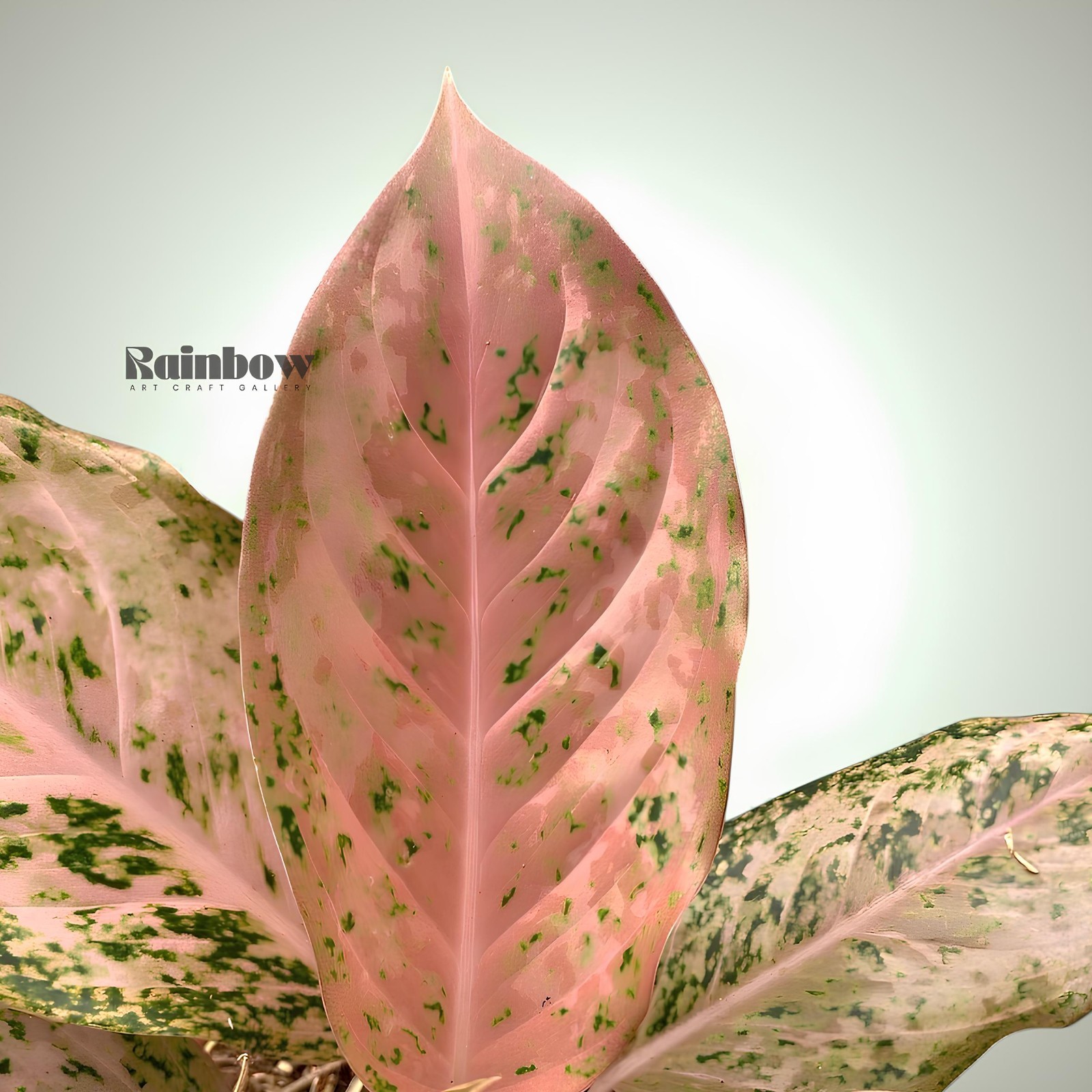 Aglaonema Golden Boy Beatiful Ornamental Plant
