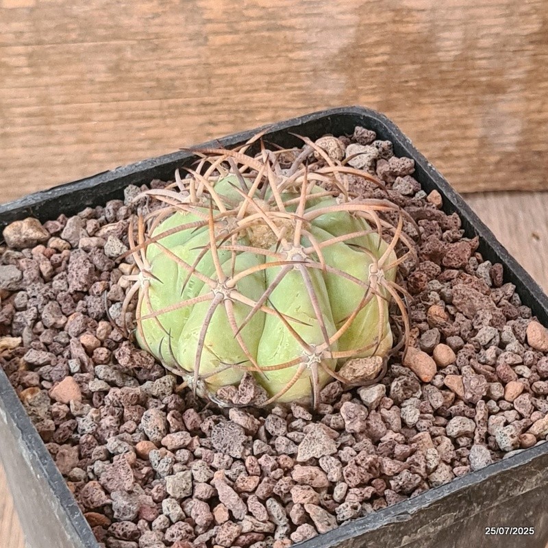 D5535 ECHINOCACTUS HORIZONTHALONIUS PC 72 LA LUZ COAHUILA pot10-H4-W5,5 cm Ma