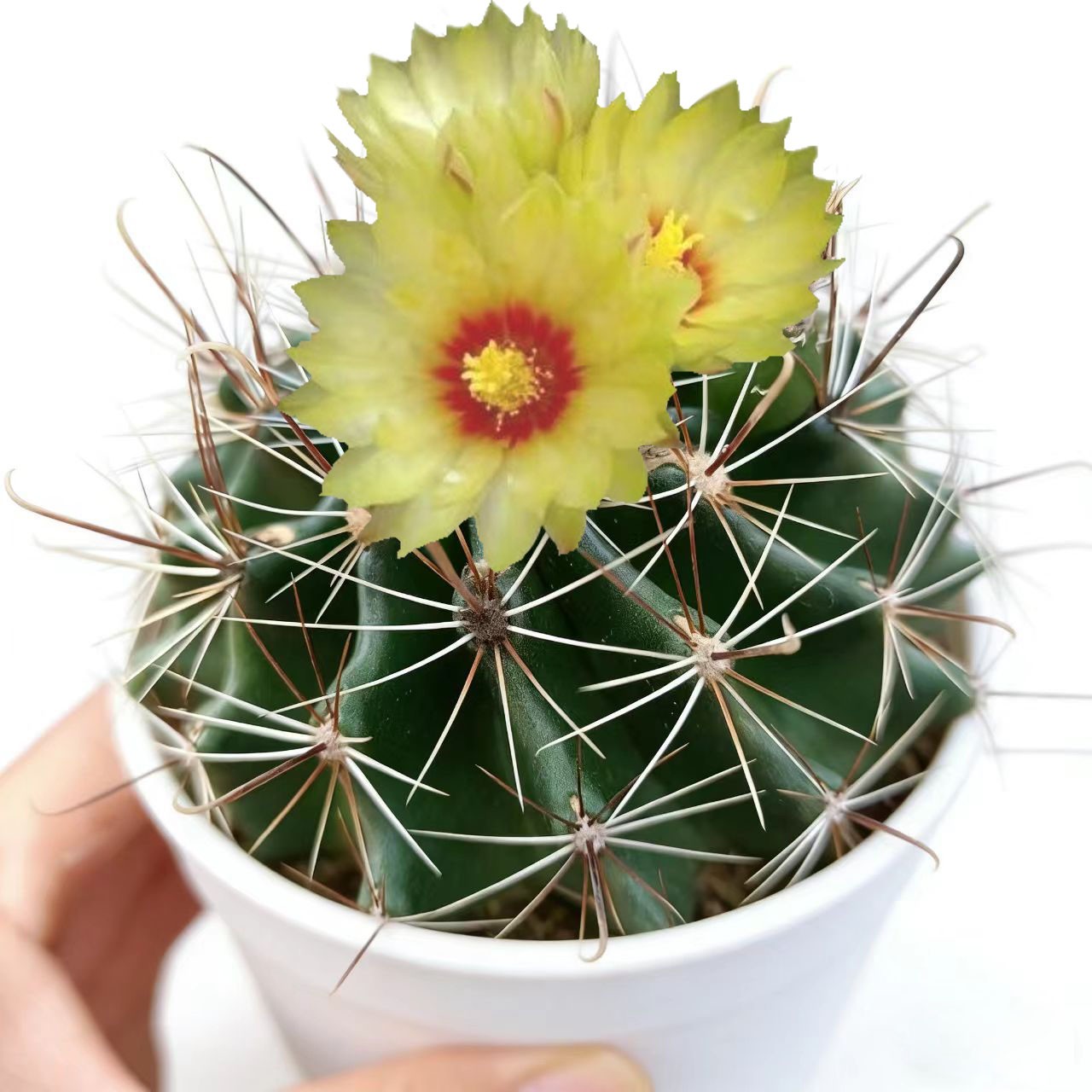 Thelocactus Setispinus (Fish Hook Cactus) – Drought Tolerant Live Plant