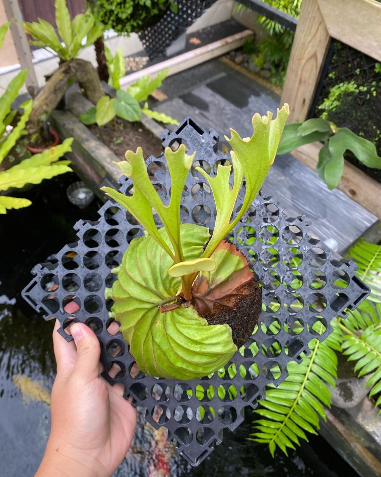 Platycerium Ridleyi + Phytosanitary Cert
