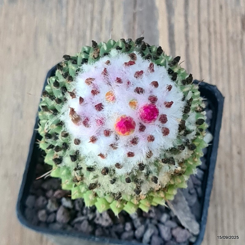 D6409 MAMMILLARIA POLYTHELE pot7-H11-W6 cm MaMa Cactus