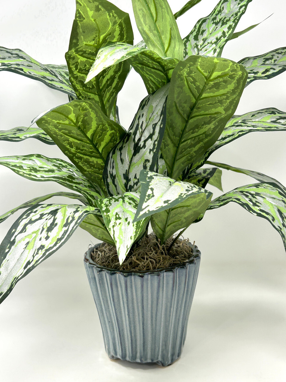 19″ Large SILVER QUEEN AGLAONEMA artificial silk Sword plant, 5.5″ Blue Ceramic
