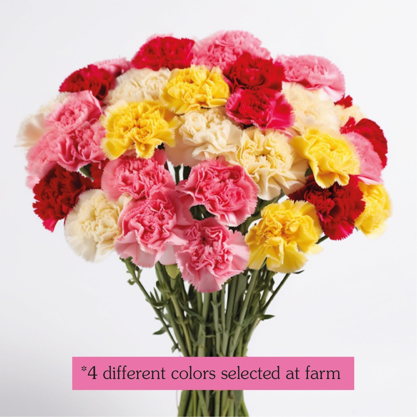 100 Assorted Carnation Flowers – Fresh Next-Day Delivery Bouquet for Graduation,