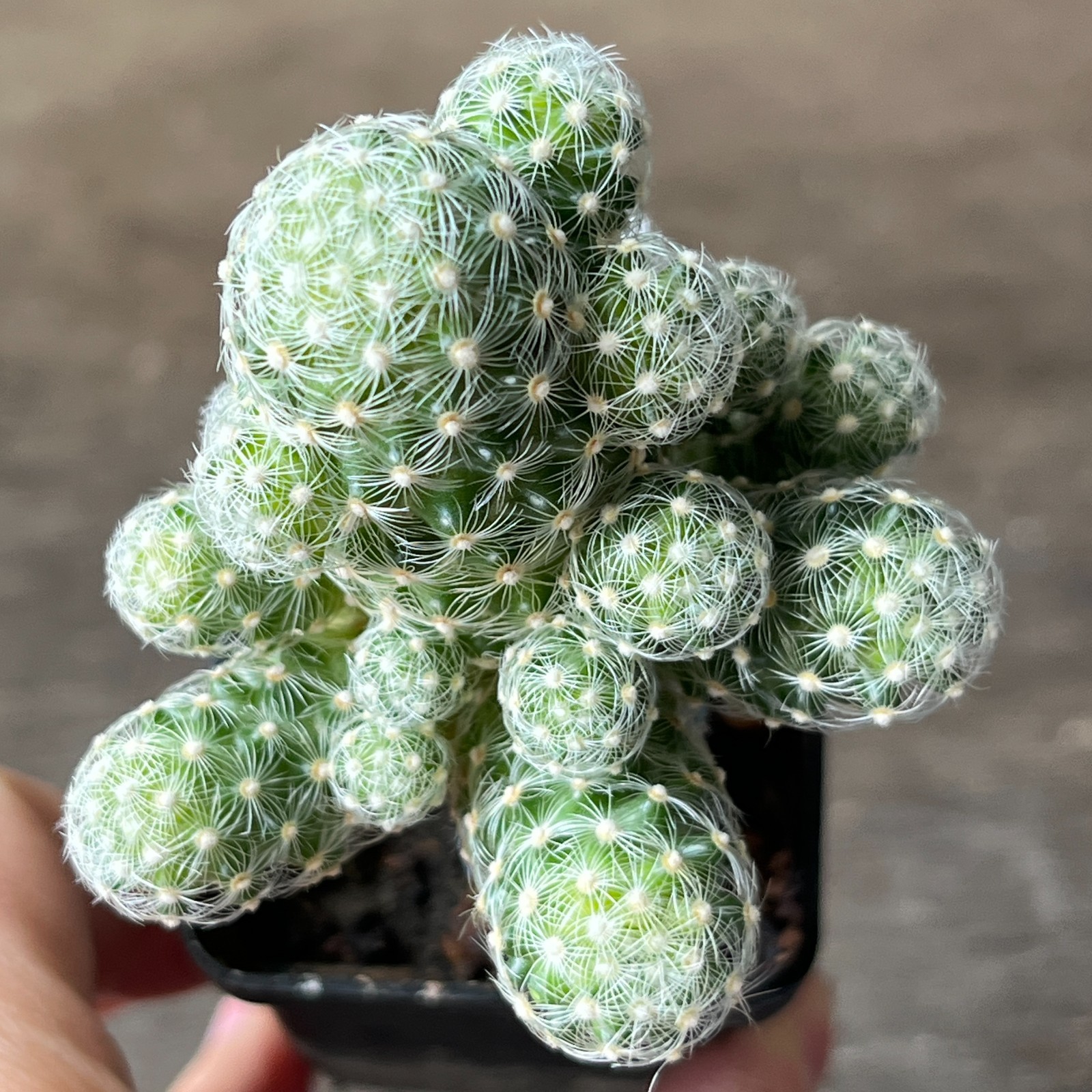 A51-740 Mammillaria saboae, grafted