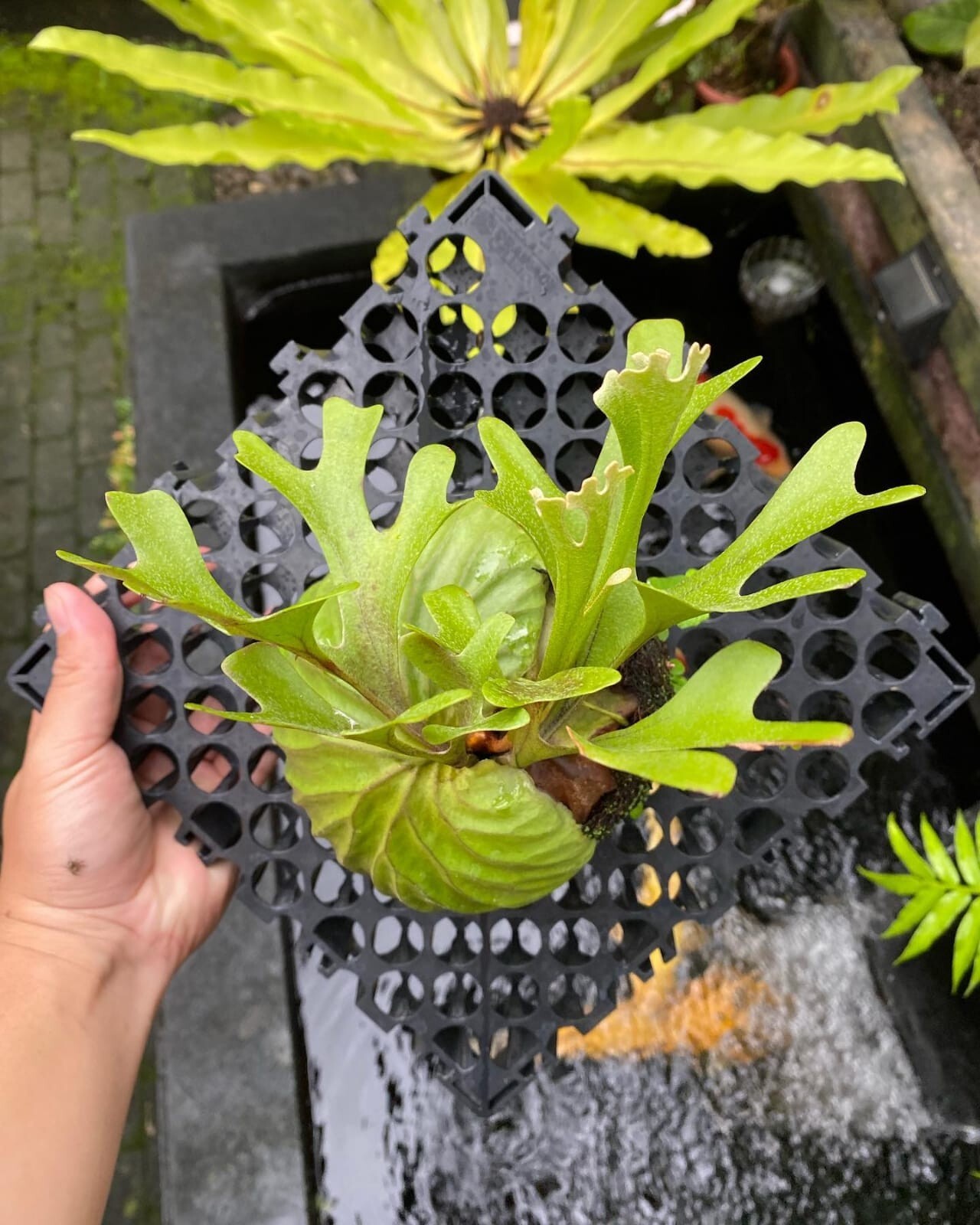 Platycerium Ridleyi + Phytosanitary Cert