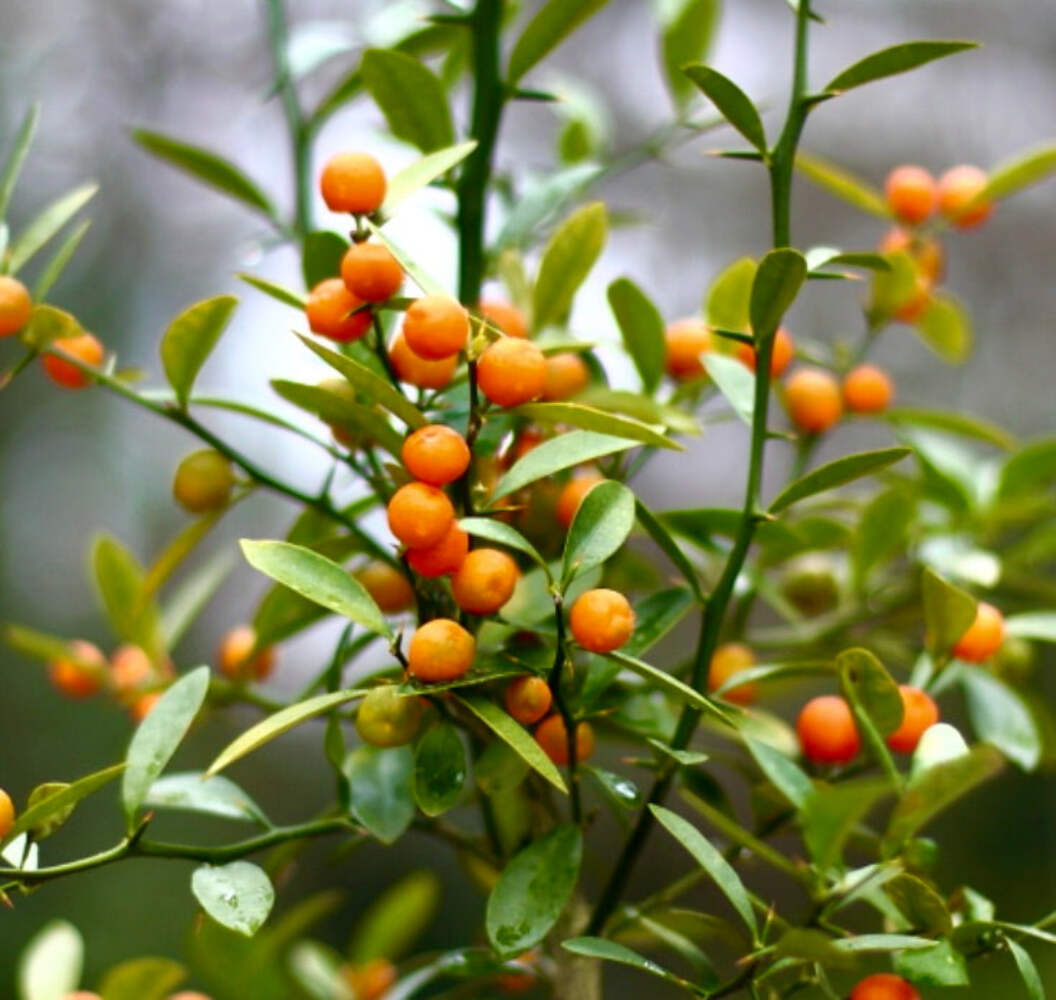 Fortunella hindsii (syn. Citrus hindsii) 40-80cm | Hong Kong kumquat | Chinese k
