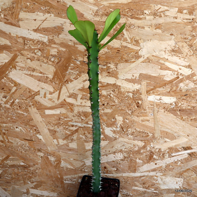 D4579 EUPHORBIA DESMONDI pot12-H50-W4 cm MaMa Cactus