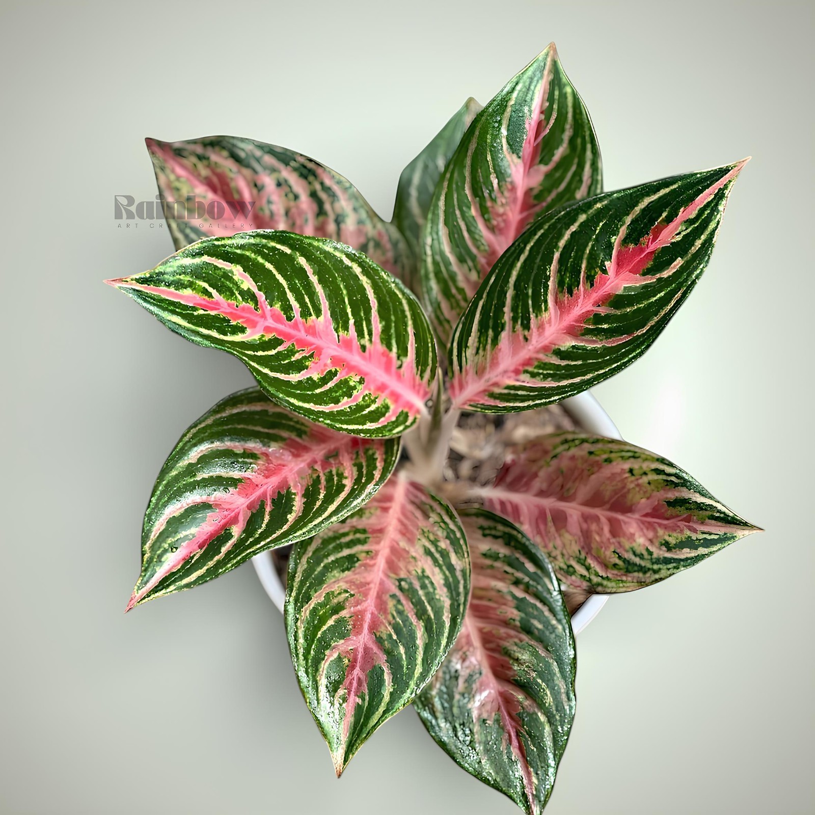 Aglaonema Pink Beauty Beatiful Ornamental Plant