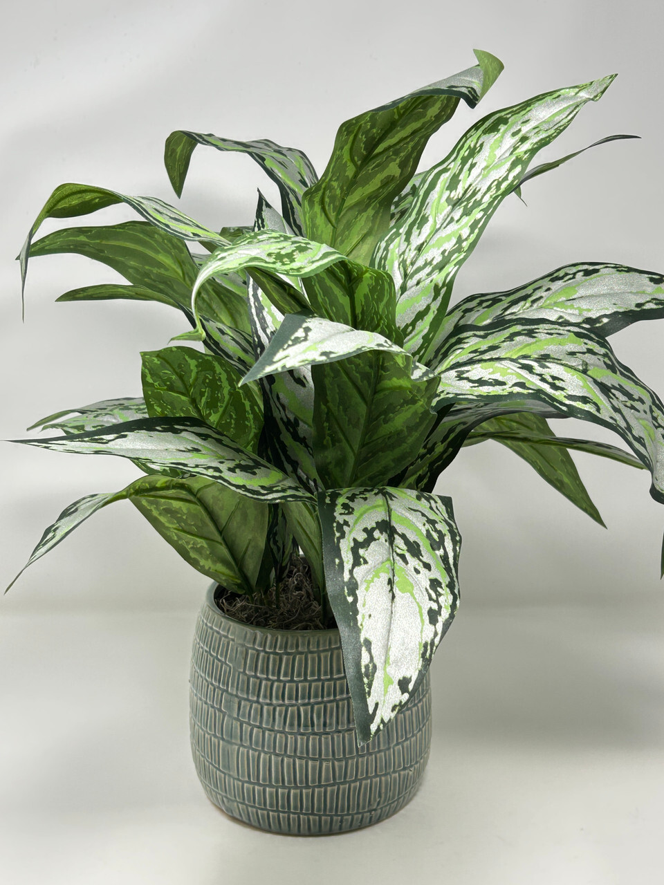 18″ Large SILVER QUEEN AGLAONEMA artificial silk Sword plant, 5″ Cream-green Cer