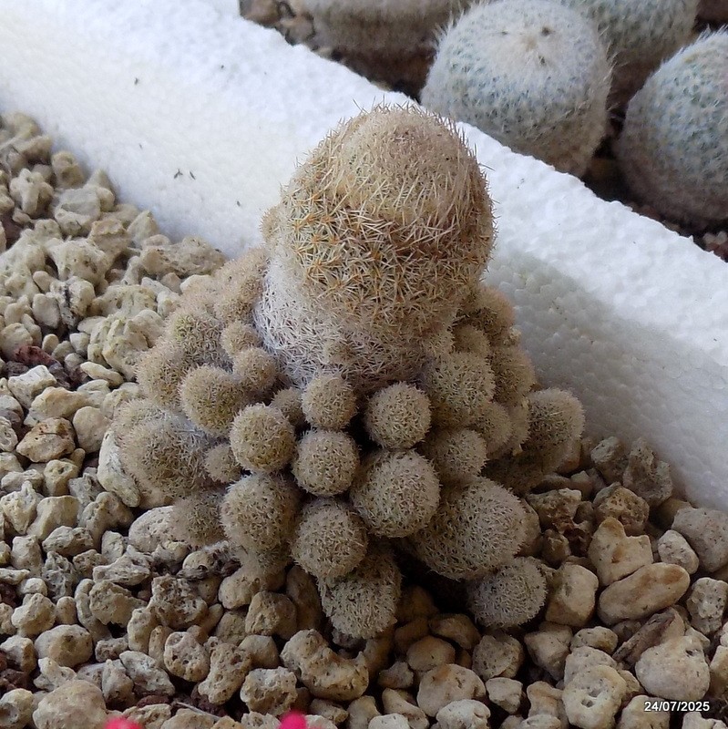 D5508 EPITHELANTHA POLYCEPHALA potX-H7-W6 cm MaMa Cactus