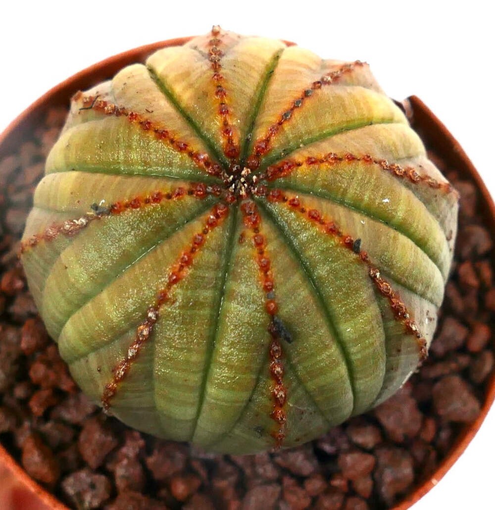 Euphorbia obesa YELLOWISH-BROWNISH & RED LINES A123 – Baseball plant | Basketbal