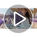 Dried Lavender Flowers Bouquet 15-17 inch Purple Bundle Preserved Aromatherapy D
