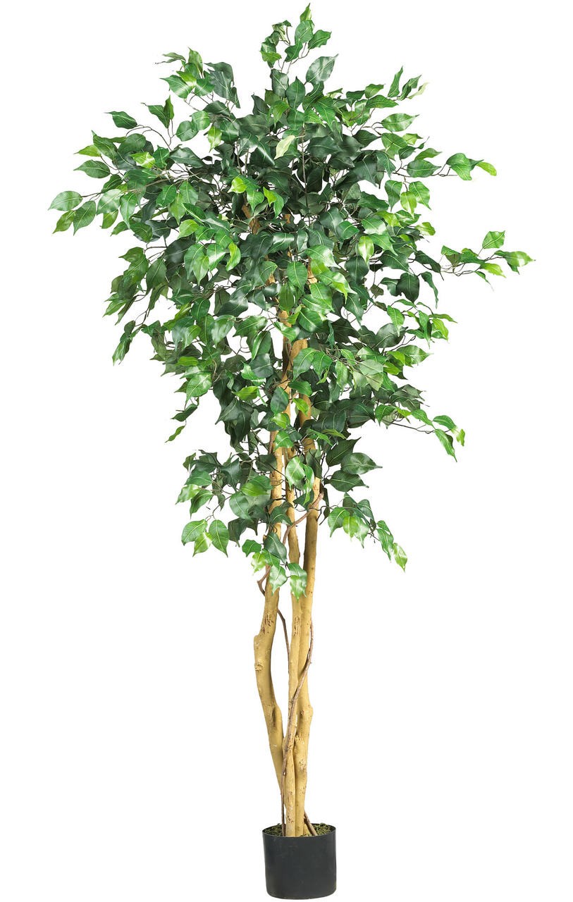 5′ Ficus Silk Tree