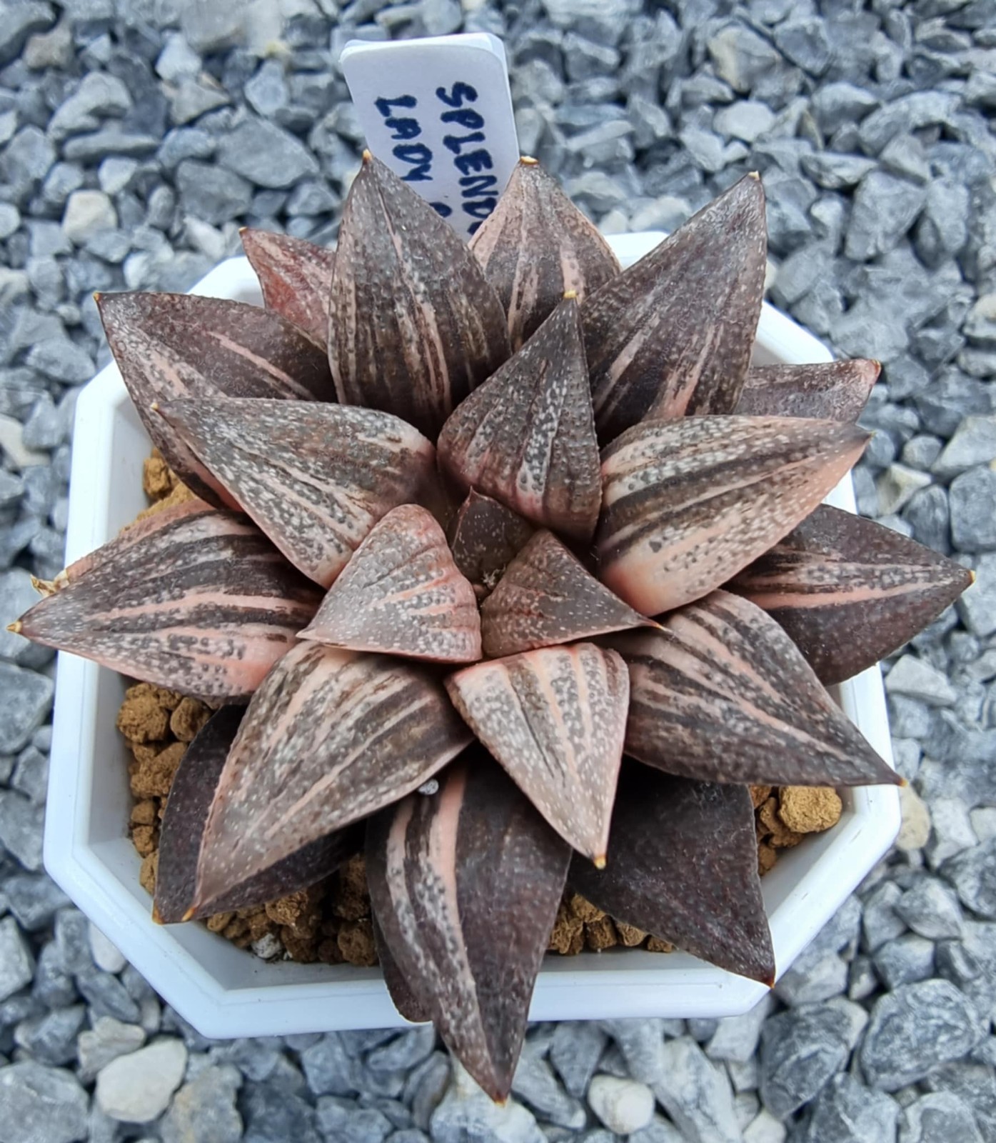 ็Haworthia Splendens Lady Rose Variegated Rare Live Plant_Succulents_EU Seller