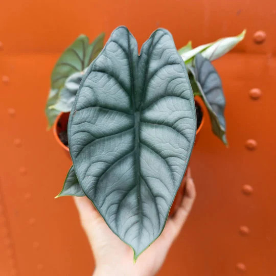 Alocasia Badinga ‘Silver Dragon’ 4″ Pot| RARE Indoor/Outdoor Live Tropical Plant