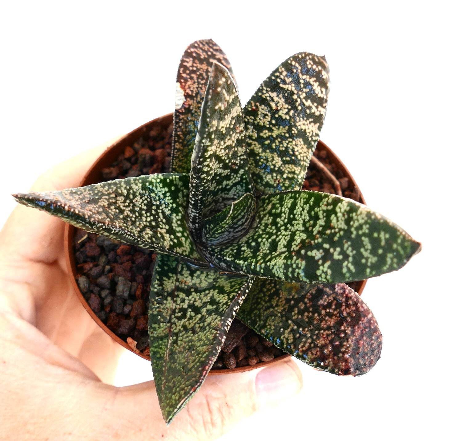 Gasteria batesiana SELECTED – Knoppies gasteria | Bates’ gasteria