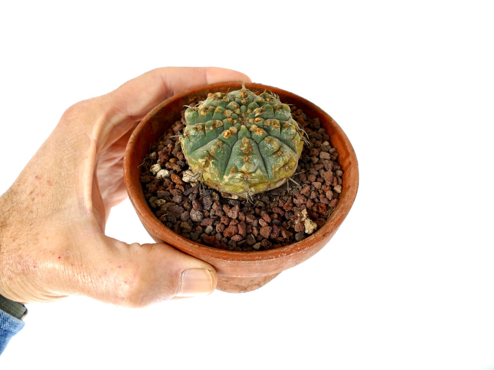 Gymnocalycium vatteri 2km SOUTH-EAST of Cordoba, ARGENTINA OLD PLANT CF2