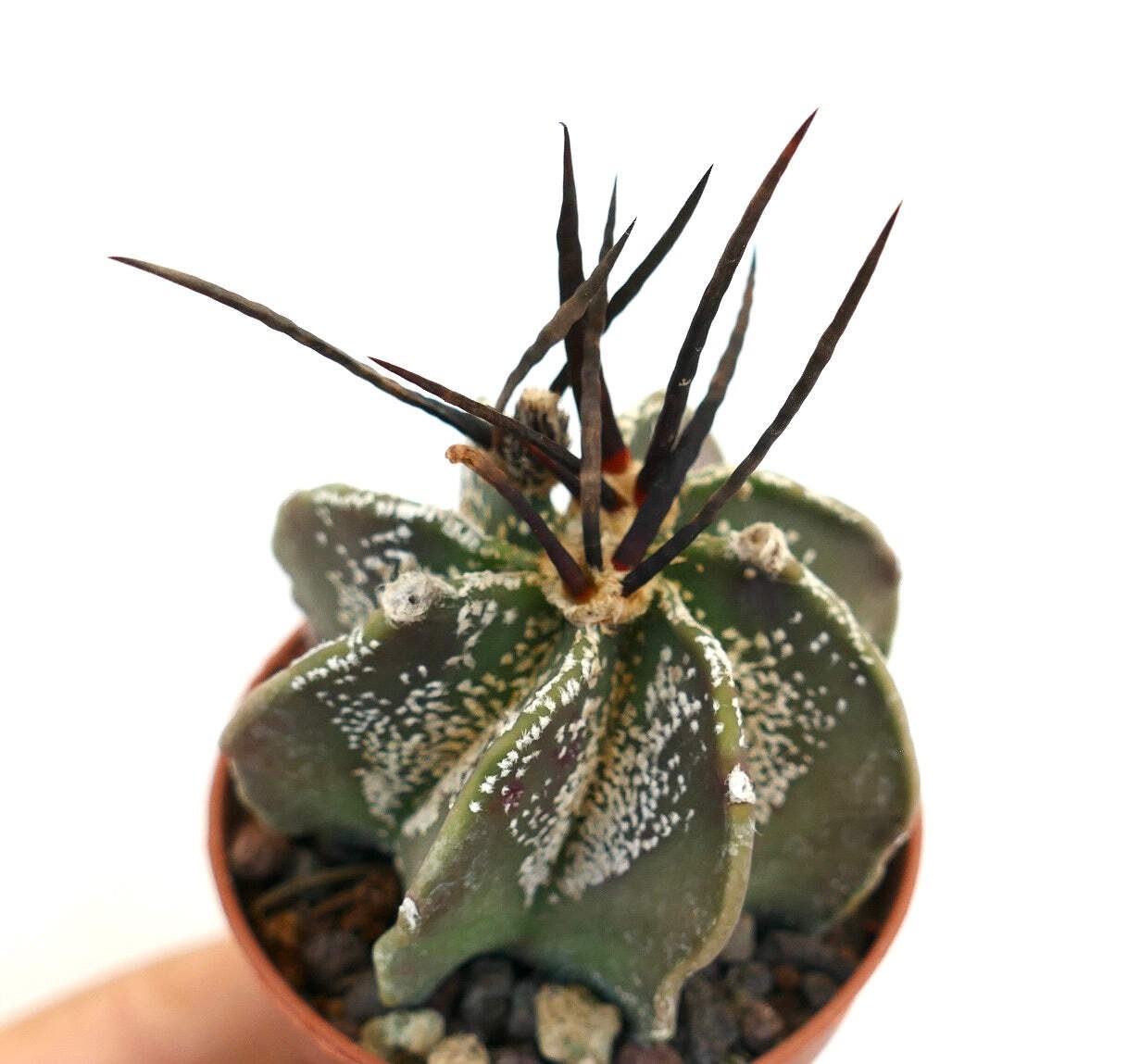 Astrophytum capricorne X BUFFALO – Goat’s horn cactus | Bishop’s cap