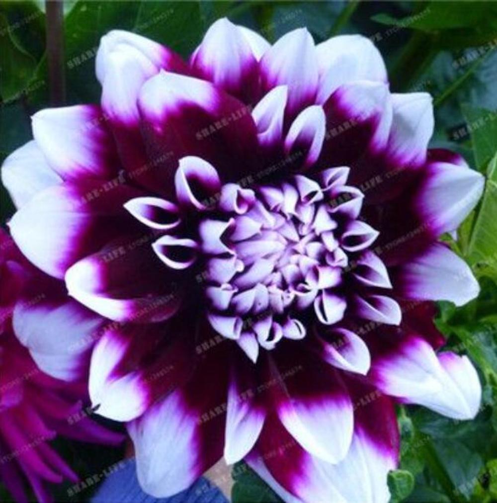 (10) DAHLIA SEEDS rare exotic flower bloom garden plant USA SELLER W/TRACK