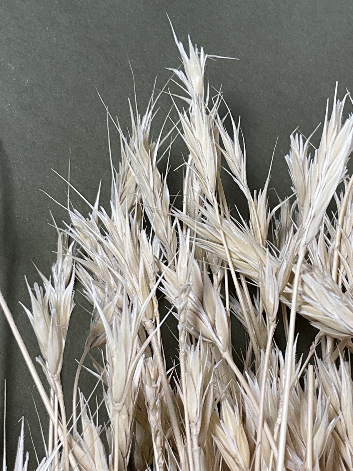 Dried Foxtail Grass Bundle: Rustic Floral Arrangement Supply in Natural Color