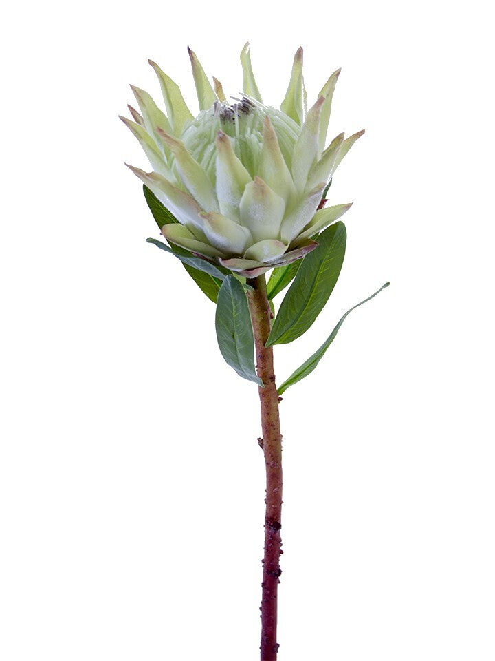 Protea floral stems. Tropical silk flowers. LT. Mint GREEN