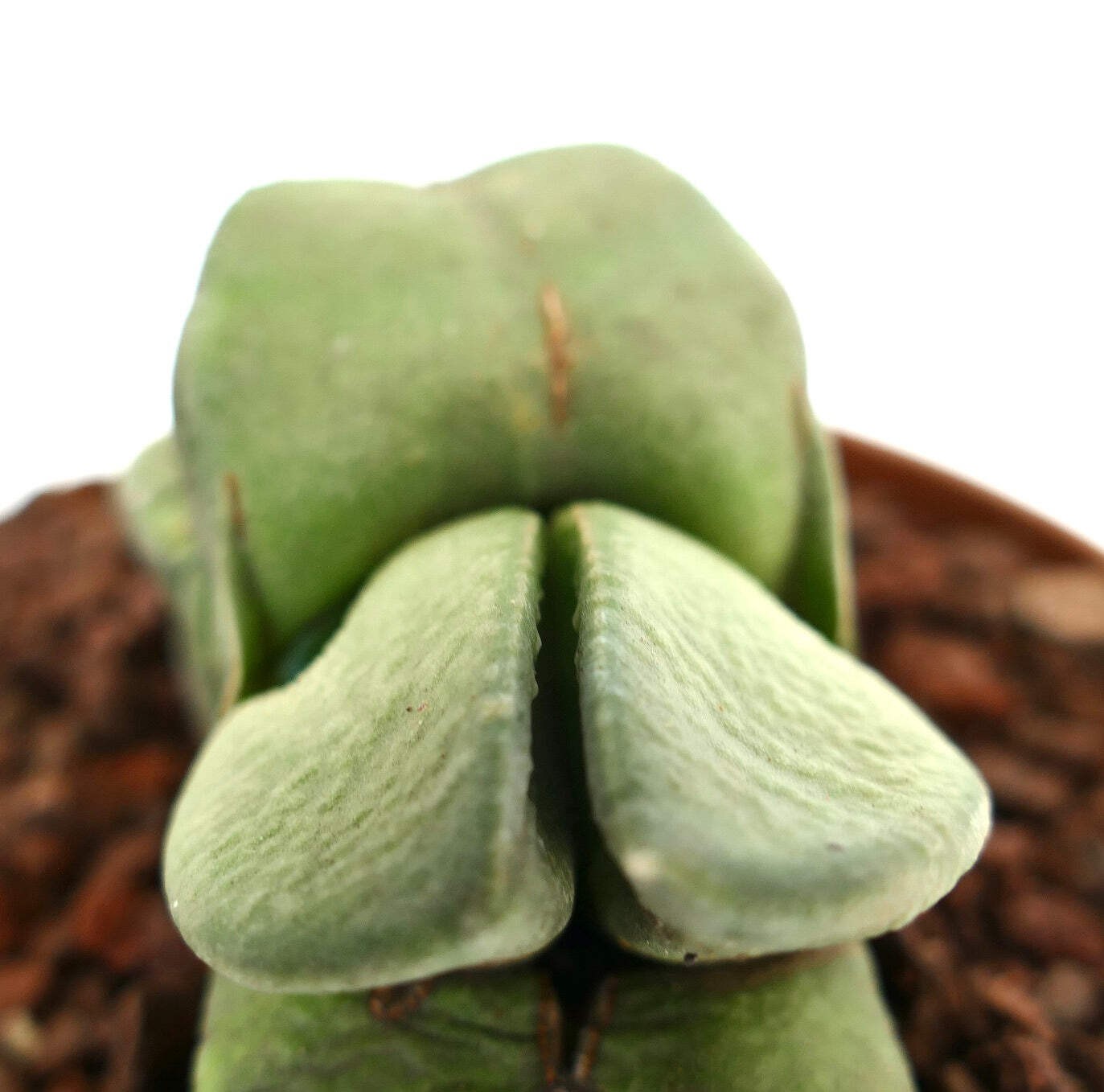 Gasteria sp. DICHOTOMIC LEAF – Ox tongue | Lawyer’s tongue