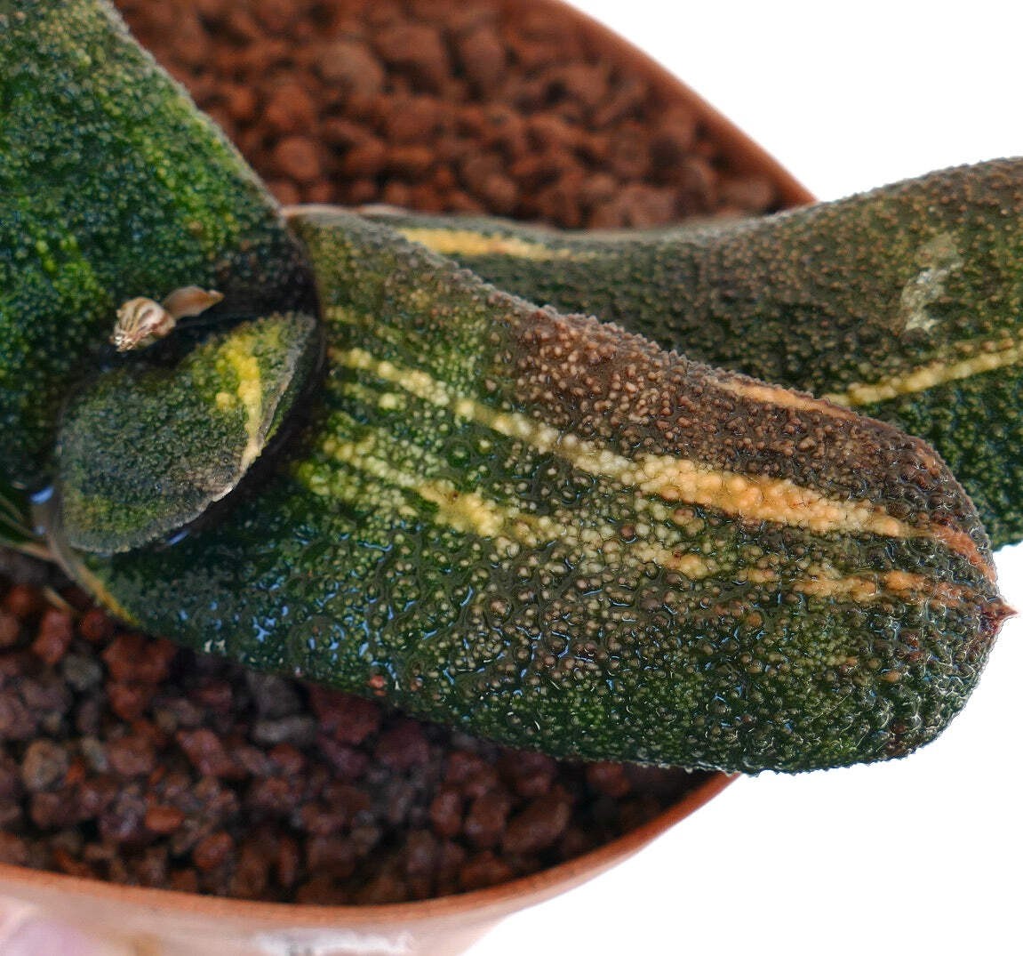 Gasteria batesiana cv ‘Barbeton’ YELLOW VARIEGATED – Knoppies gasteria | Bates’