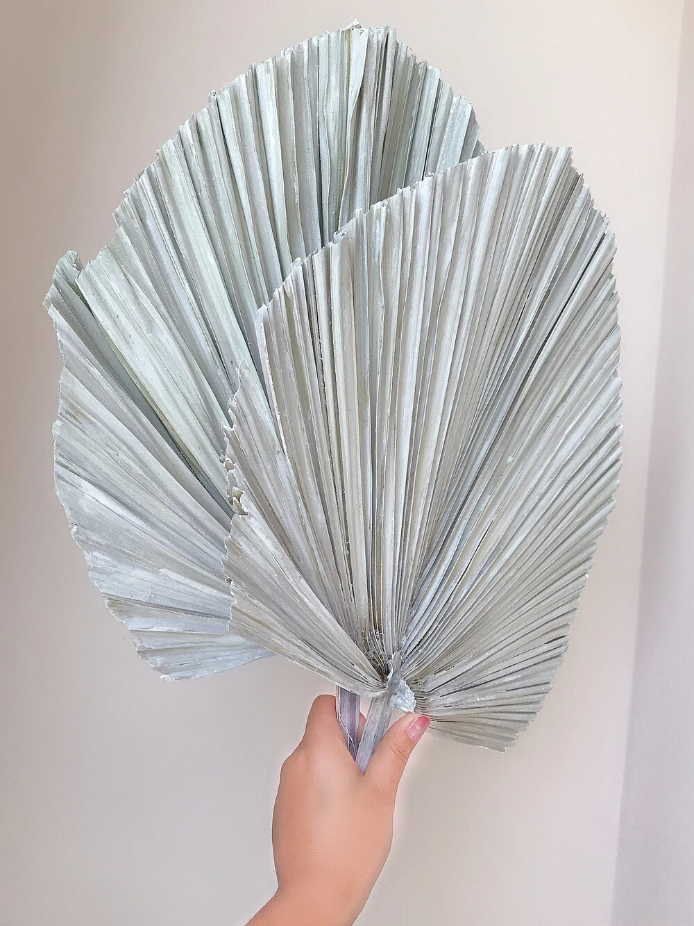 Dried Natural Plant Palm leaves