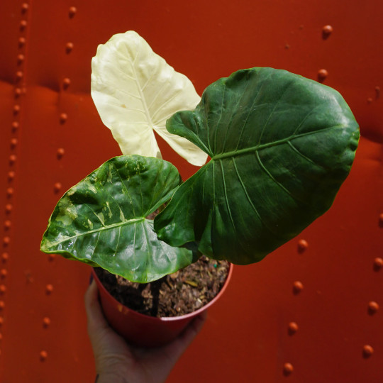 Alocasia Macrorrhiza Variegata in 6″ Pot | Variegated Alocasia | RARE Plant