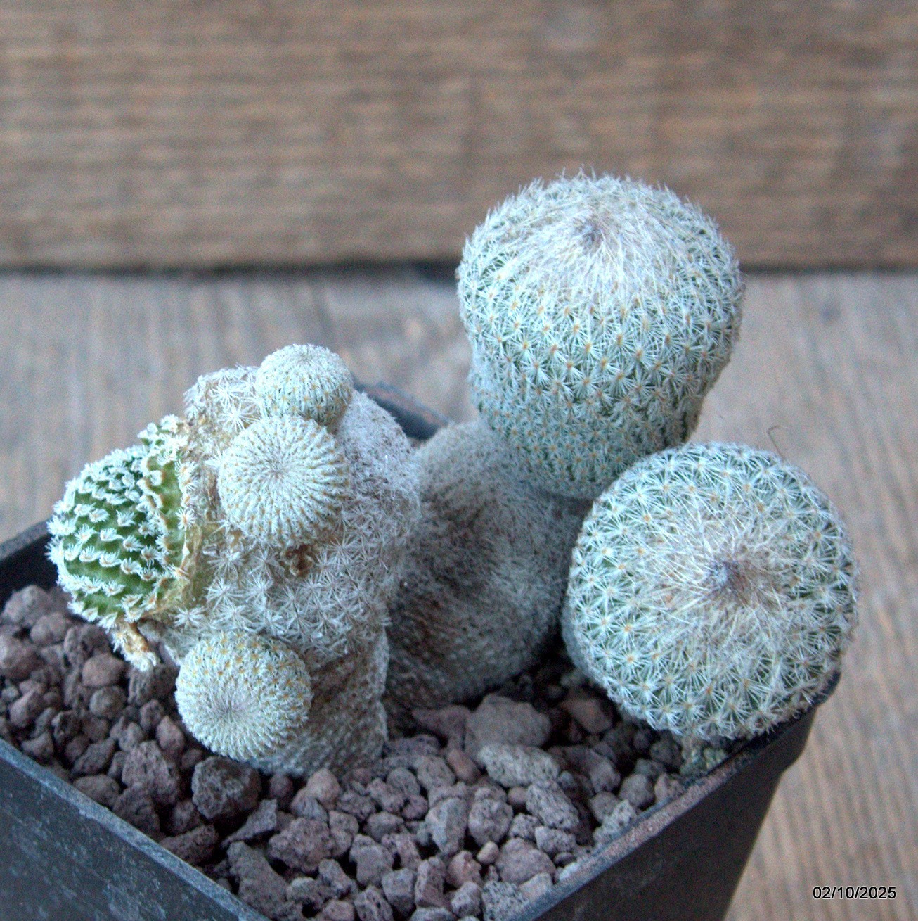 D6813 EPITHELANTHA MICROMERIS MONSTER pot7-H7-W8 cm MaMa Cactus