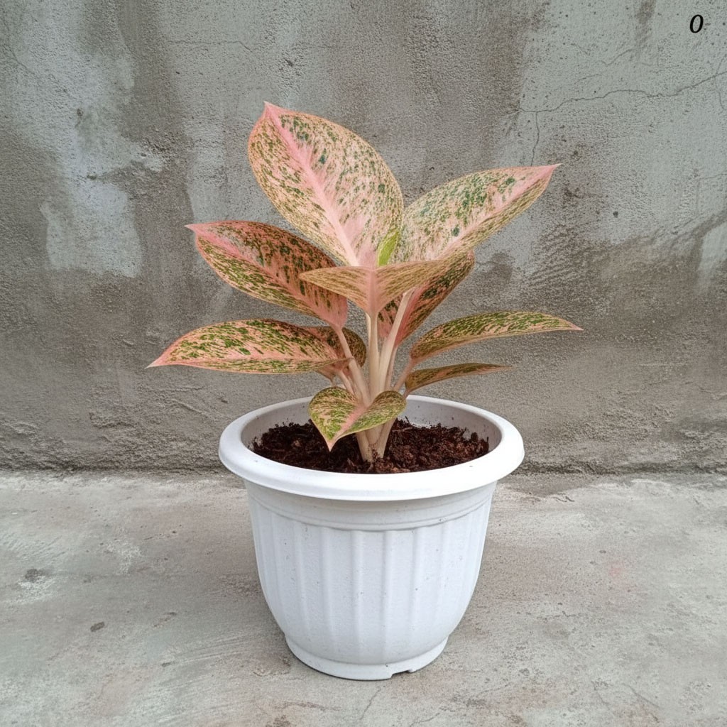 Aglaonema Stardust Orange – Rare Colorful Aroid Foliage