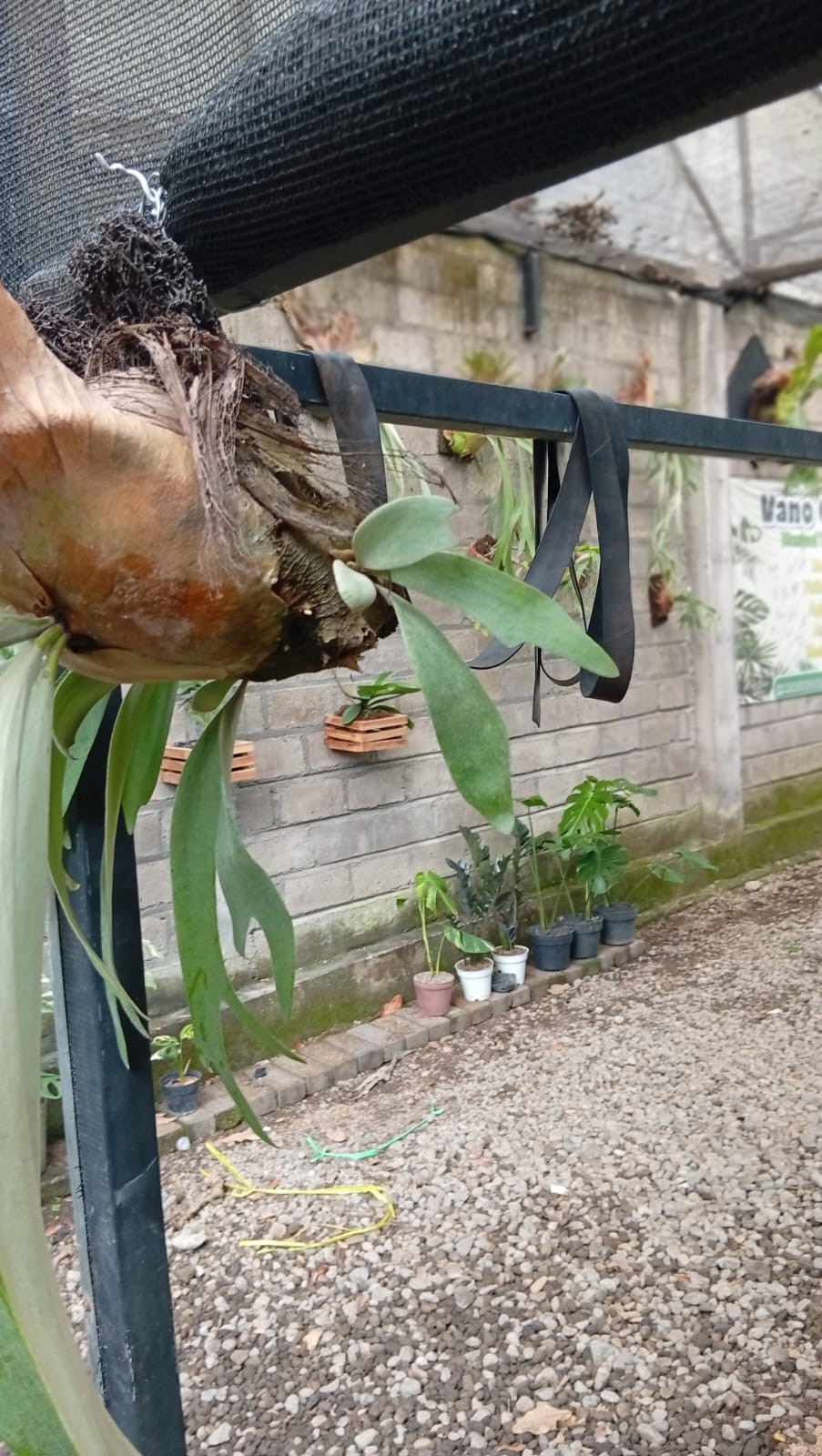 Real Picture Platycerium Bifurcatum Big Size Rare Plant