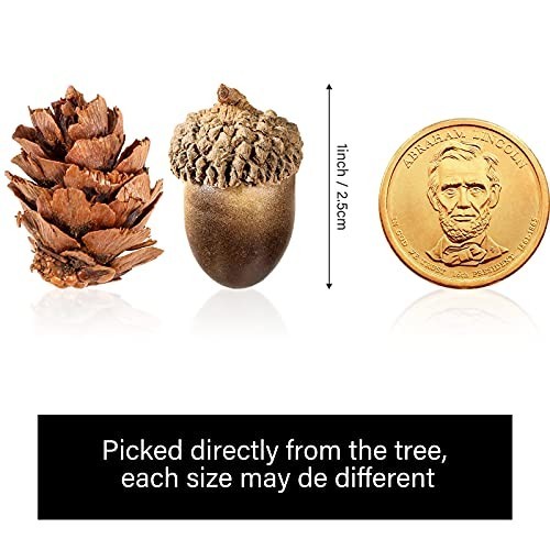 200 Pcs Artificial Acorns & Mini Pine Cones – Lifelike Decor for Crafts, Vases,