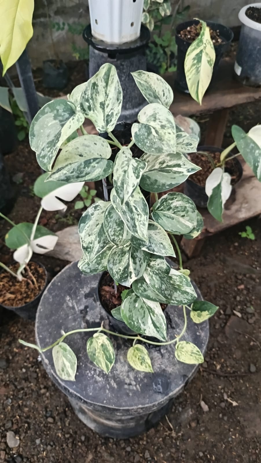 Real Pict Scindapsus Exotica Marble No Id Mutation Variegated Large Size