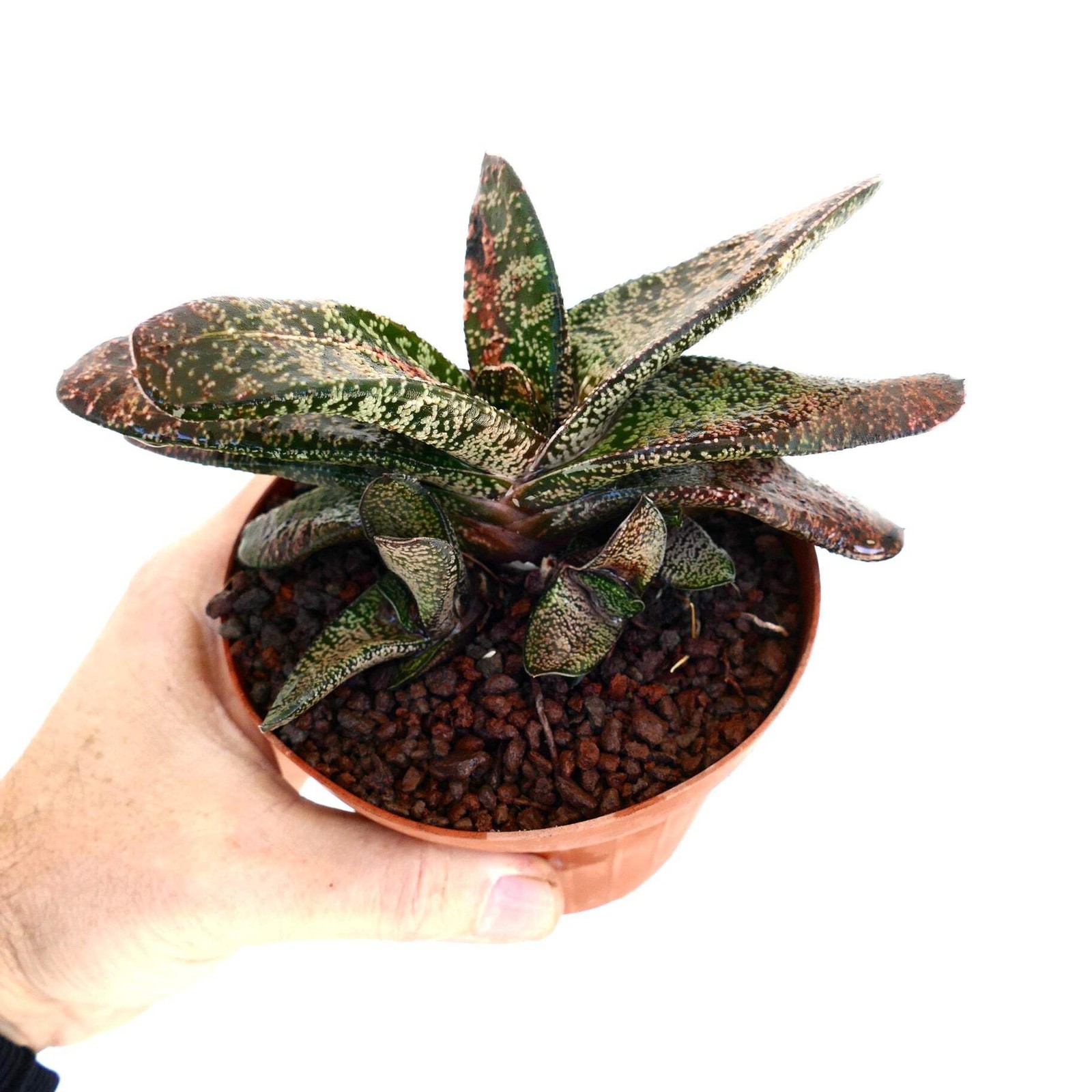 Gasteria batesiana CLUSTER SLIGHTLY VARIEGATED – Bates’ gasteria | Ox tongue
