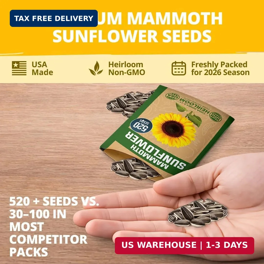 520+ Giant Mammoth Sunflower Seeds Heirloom High Germination Planting