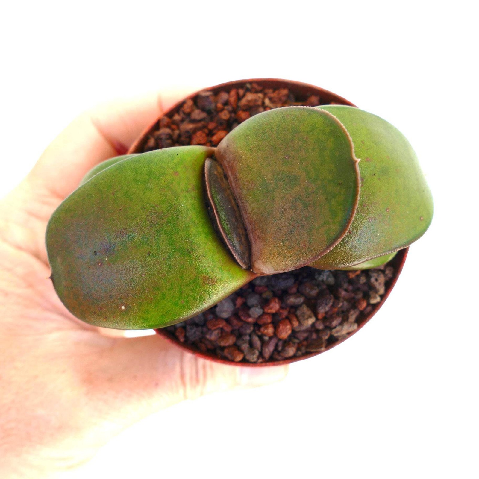 Gasteria pillansii cv 滑らか肌 SELECTED – Namaqua gasteria | Lawyer’s tongue