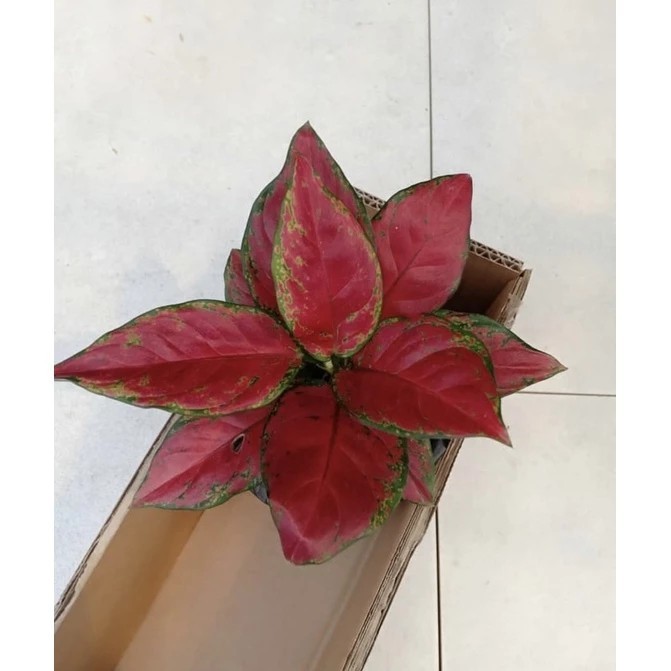 Real Picture Aglaonema Black Maroon Rare Plant