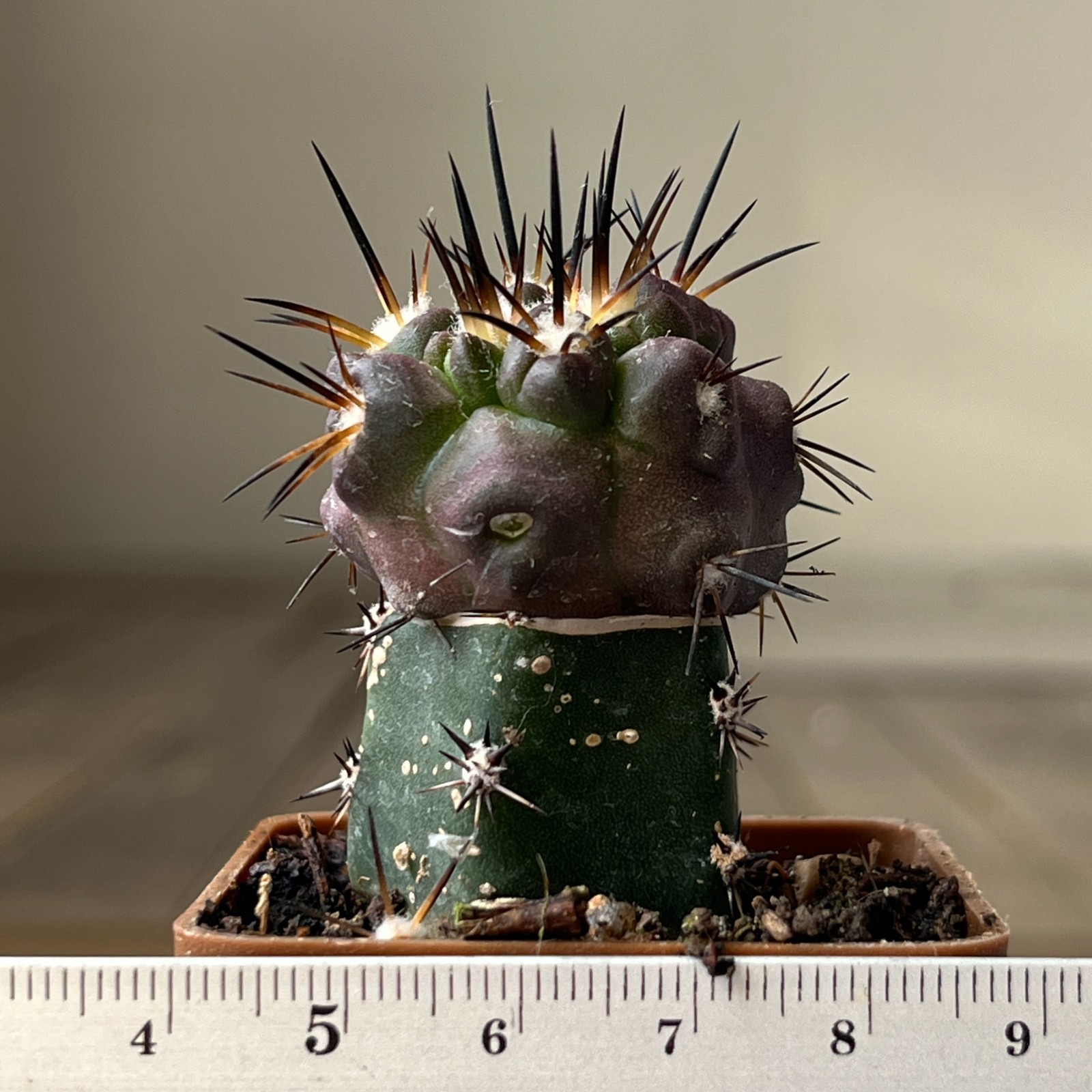 A23-140 Copiapoa fusca JN1912, Quebrada Callaco, At, grafted