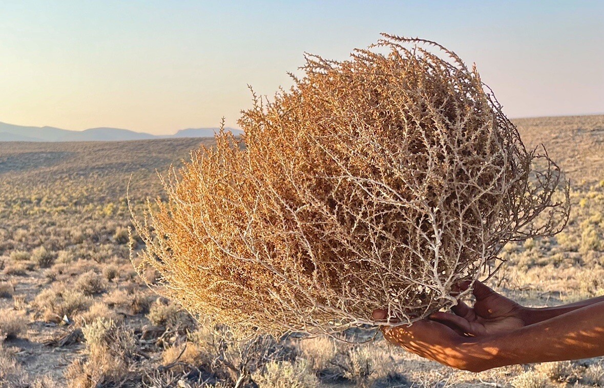 Tumbleweeds ! BEST and FULL LARGE Size! 16”-19” Natural Western Decor Nevada USA