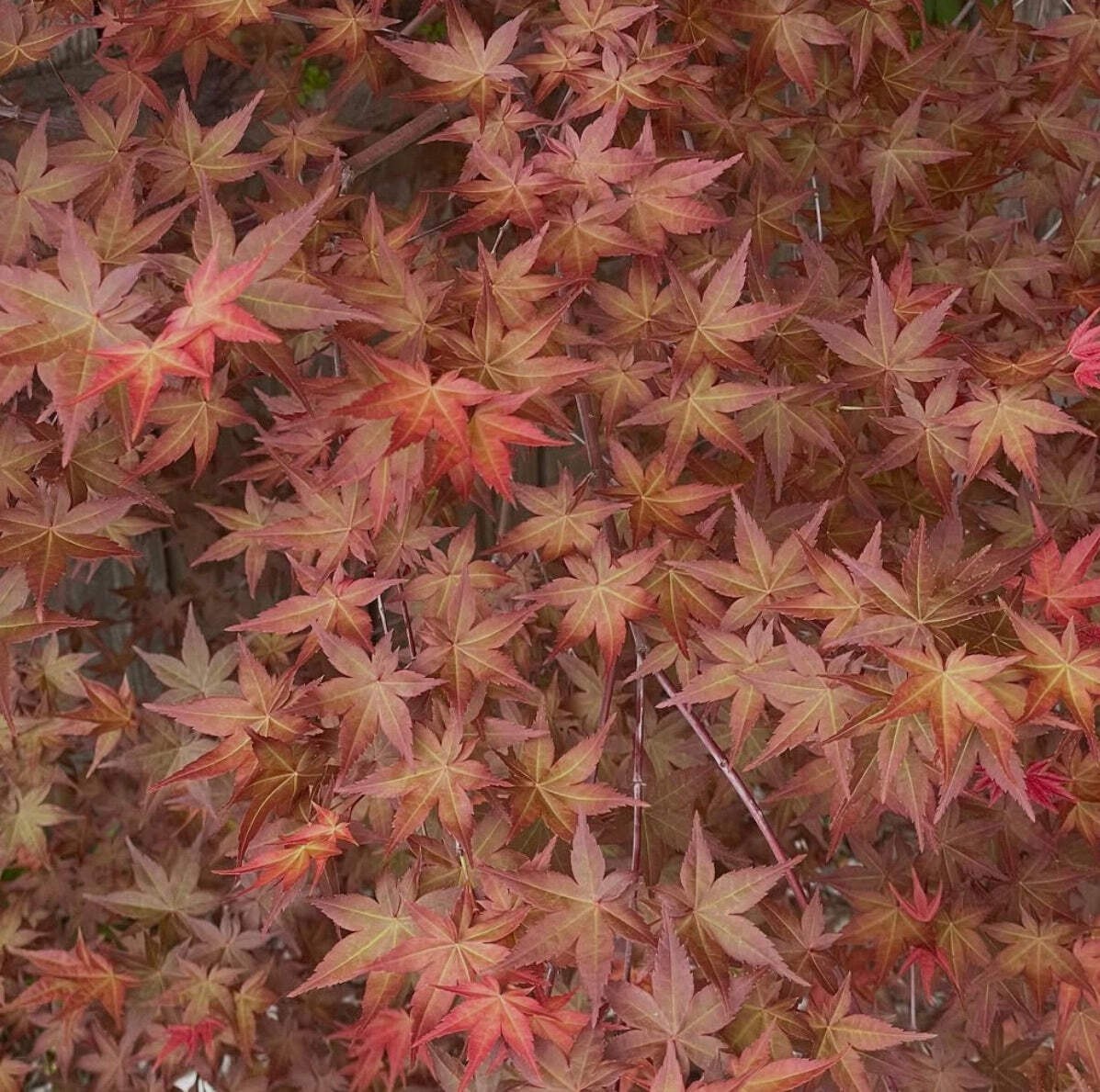 Acer palmatum ‘corallinum’ GRAFTED 100-120cm | Japanese maple | Smooth Japanese