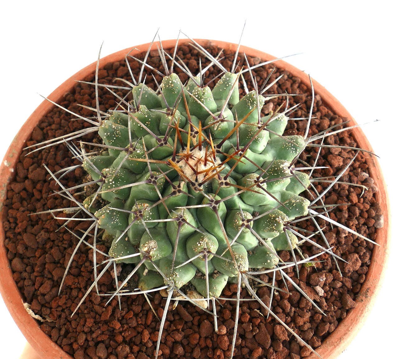 Thelocactus rinconensis SELECTED SPECIMEN – Rincon cactus | Thelocactus