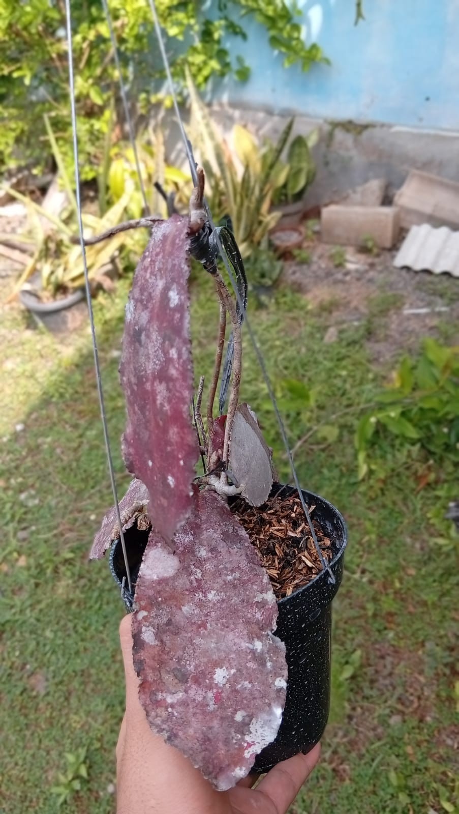Real Picture Hoya Undulata Super Red Splash Sp Borneo
