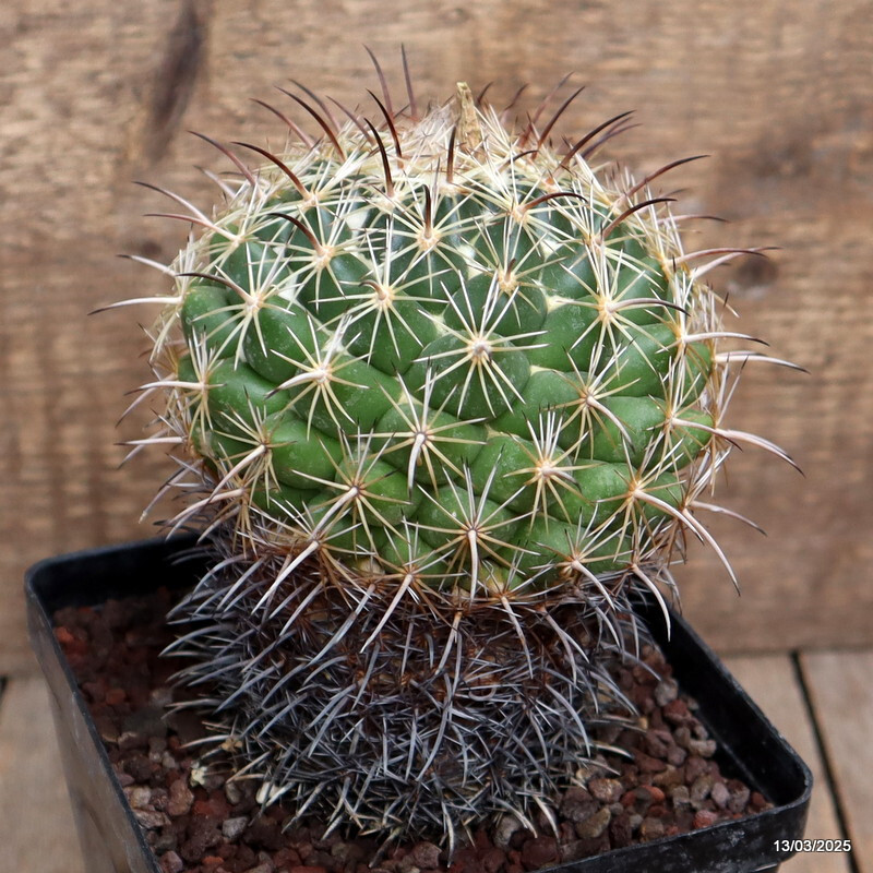 A2599 CORYPHANTHA CORNIFERA pot12-H14-W11 cm MaMa Cactus